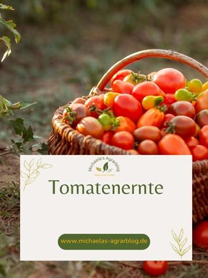 Krankheiten an Tomatenfrüchten