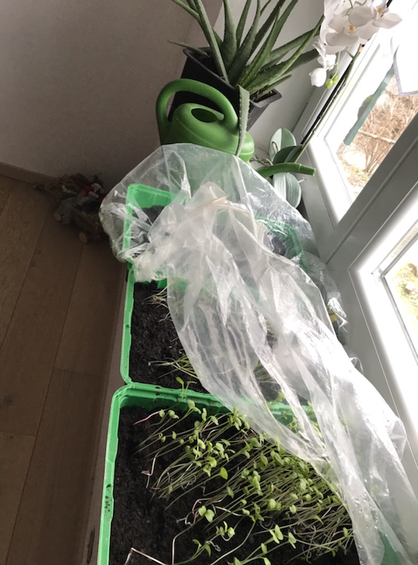 Pflanzkalender: Saat auf dem Fensterbrett