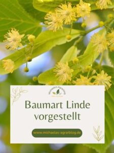 Linde Baumart