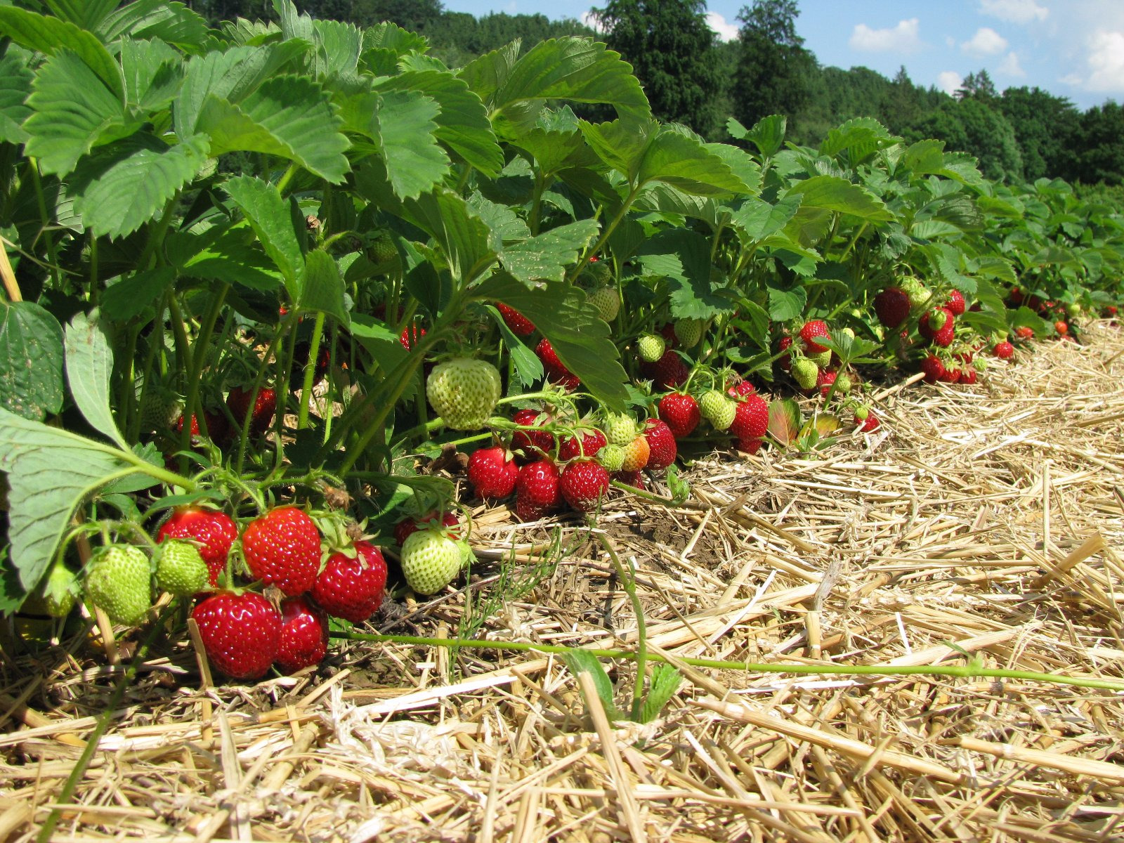 Erdbeeren im Anbau: ein Überblick + Erdbeermarmelade-Rezept