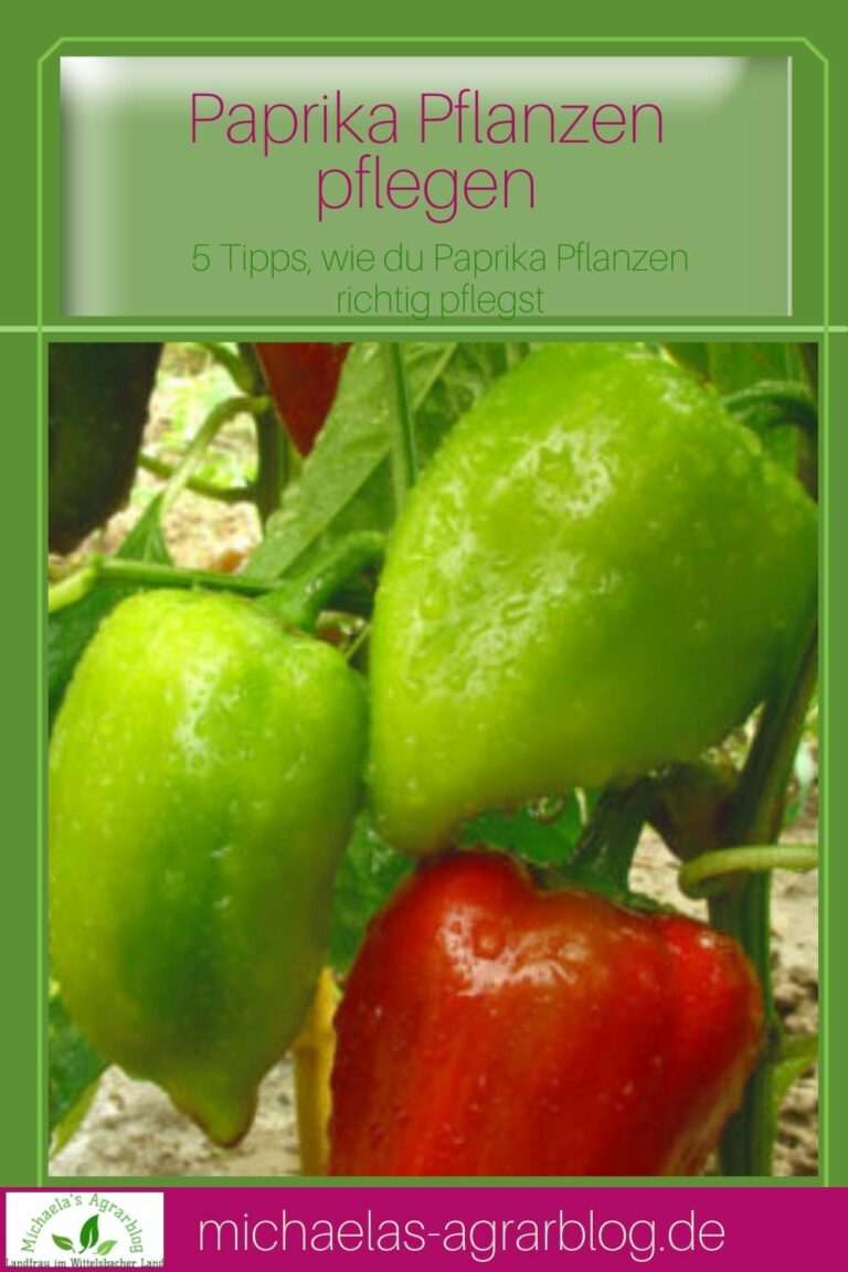 paprika-anpflanzen