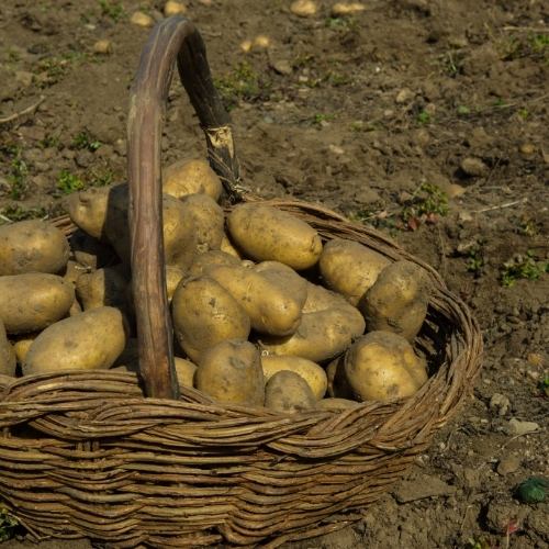 Kartoffel ist eine nachhaltige Knolle