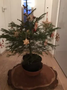christbaum-wieder-einpflanzen