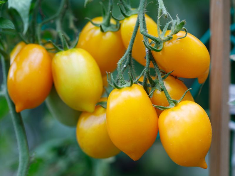gelbe tomaten
