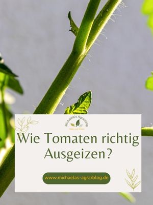 Tomaten Ausgeizen Blätter entfernen